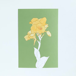 【選べる 敬老の日 or 文字なし】快活と情熱の花　カンナのポストカード 4枚目の画像