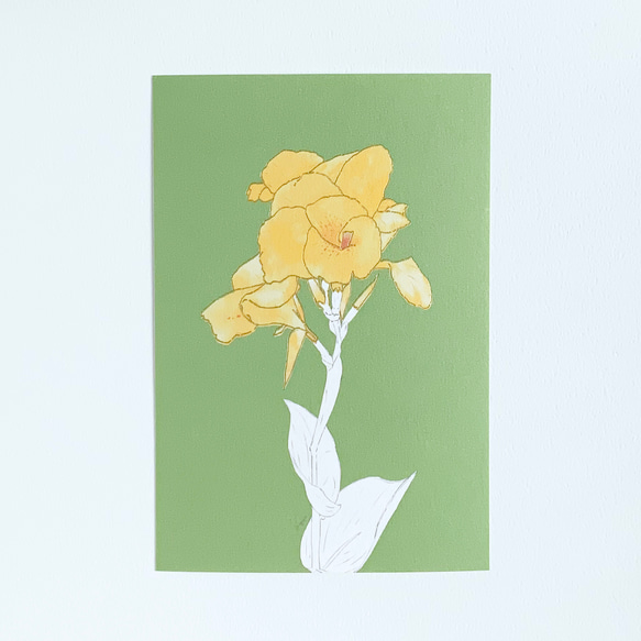 【選べる 敬老の日 or 文字なし】快活と情熱の花　カンナのポストカード 4枚目の画像