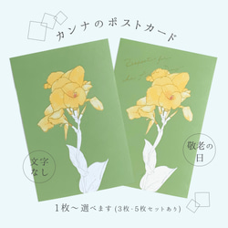 【選べる 敬老の日 or 文字なし】快活と情熱の花　カンナのポストカード 1枚目の画像