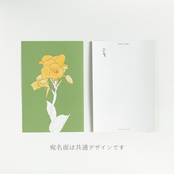 【選べる 敬老の日 or 文字なし】快活と情熱の花　カンナのポストカード 6枚目の画像