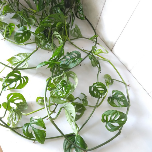 現品】希少 珍しい モンステラ【オリブクア エクスピラータ①】 吊り鉢