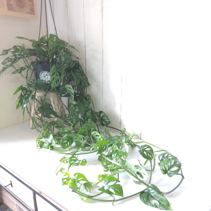 THE MONSTERS NAUGHTY PLANTS ラブブ観葉植物 正規品 【2025年