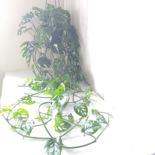 現品】希少 珍しい モンステラ【オリブクア エクスピラータ①】 吊り鉢