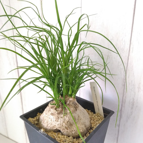ノリナポニーテール【トックリラン】 樹形綺麗 カールが可愛い観葉植物