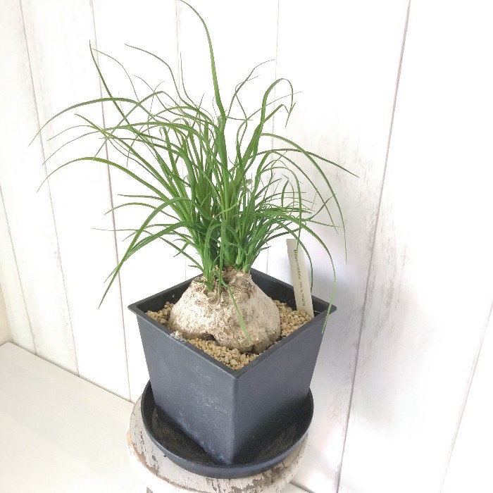 トックリラン　幹太 楽天市場】＼ポイント2倍／【選べる現品発送】観葉植物 大型