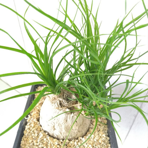 ノリナポニーテール【トックリラン】まん丸樹形綺麗❗観葉植物！高さ90！カール長い