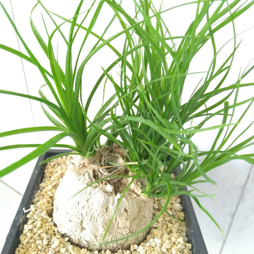 激安アウトレット ノリナポニーテール【トックリラン】 樹形綺麗 カールが可愛い 花・観葉植物