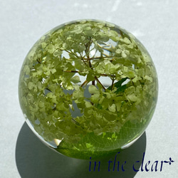 植物標本　スノーボール　薄緑色　レジン　６センチ球体 4枚目の画像