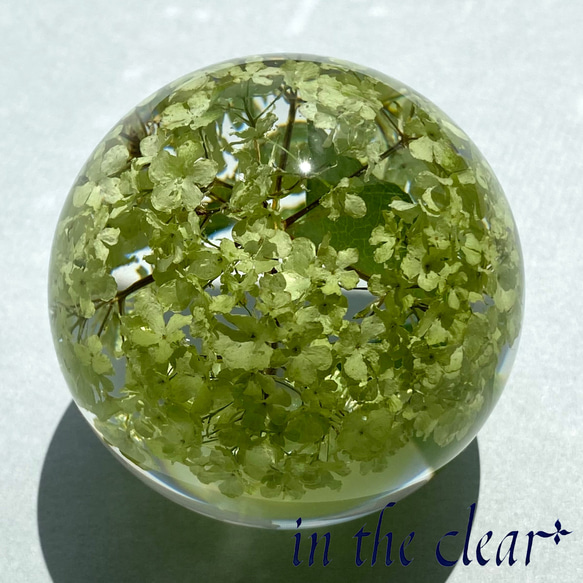 植物標本　スノーボール　薄緑色　レジン　６センチ球体 3枚目の画像