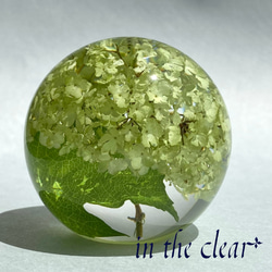 植物標本　スノーボール　薄緑色　レジン　６センチ球体 1枚目の画像