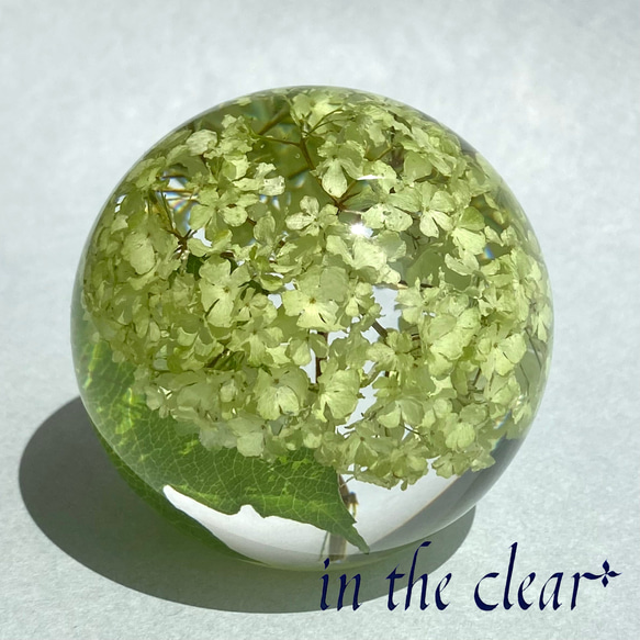 植物標本　スノーボール　薄緑色　レジン　６センチ球体 2枚目の画像