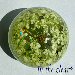 植物標本　スノーボール　薄緑色　レジン　６センチ球体 5枚目の画像