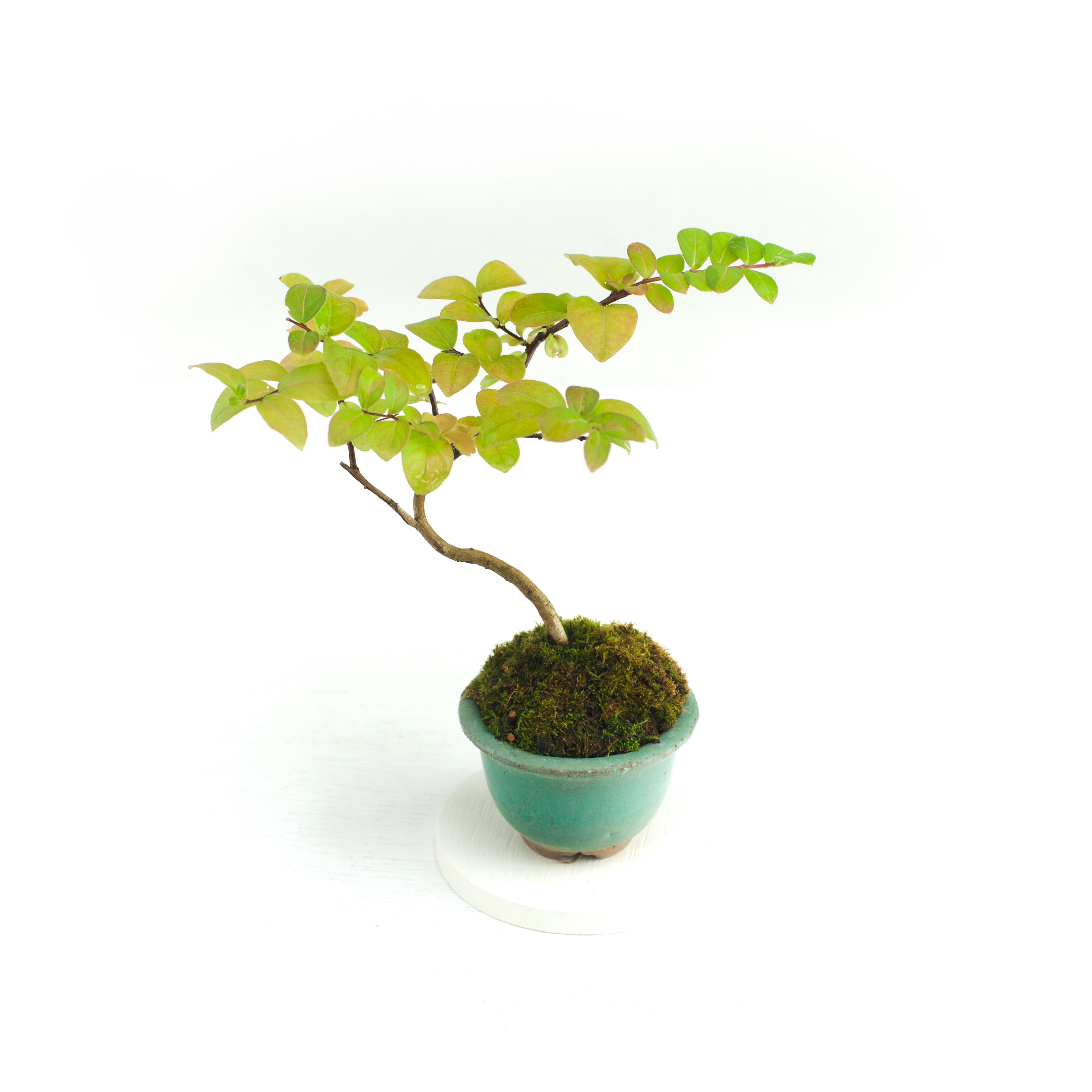 さるすべり　百日紅盆栽　中品　平安虹泉　根張り有 サルスベリ 百日紅の盆栽を販売｜盆栽妙 – 盆栽妙 本店