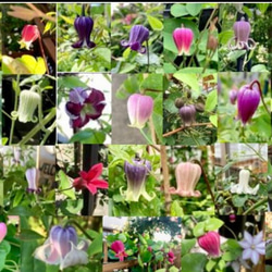 壺型クレマチス おススメ50粒 多肉植物 植花夢 通販 14487814｜Creema