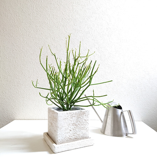 たけろうポット / 大鉢 / シロサビ+ミドリ【イベント限定鉢】(C) たけろうポット / 大鉢 / シロサビ+ミドリ【イベント限定鉢】(B)