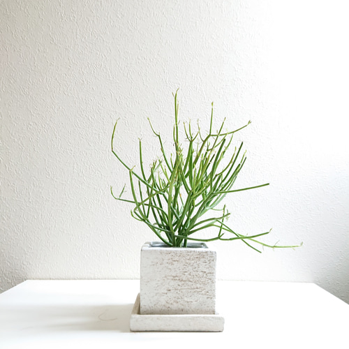 ○数量限定○新作 ミドリサンゴ ”ミルクブッシュ スクエア鉢（レンガ調