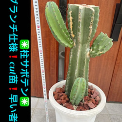 ✳️柱サボテン✳️ブランチ仕様❗️cut苗❗️早い者勝ち