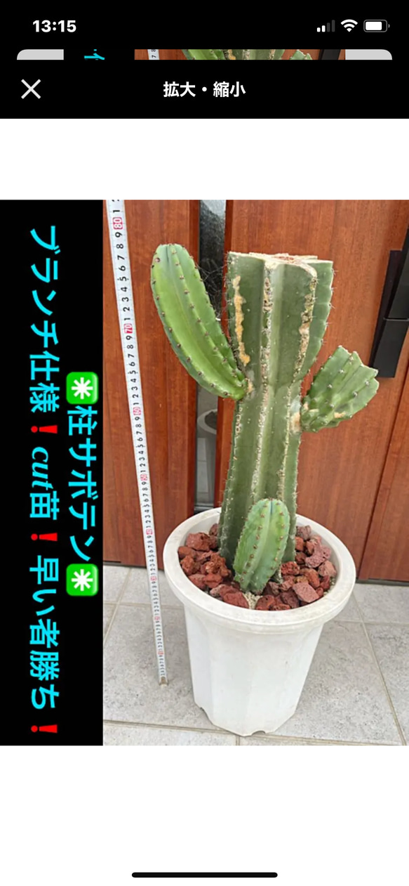 ✳️柱サボテン✳️ブランチ仕様❗️cut苗❗️早い者勝ち❗️ 多肉植物