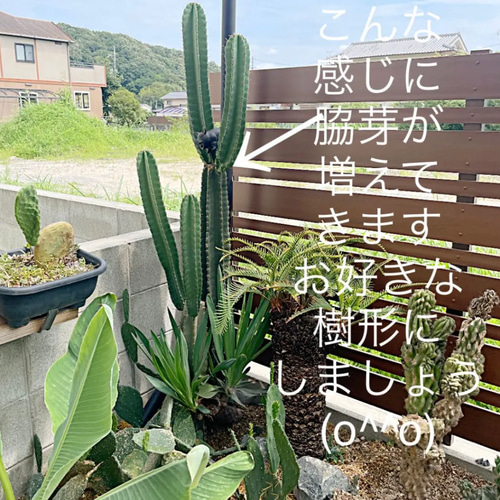 ✳️柱サボテン✳️ブランチ仕様❗️cut苗❗️早い者勝ち❗️ 多肉植物