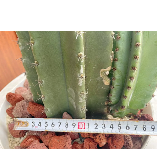 柱サボテン　ブランチ11 柱サボテン ブランチ (KB)※23区内限定配送 | anversBlucca