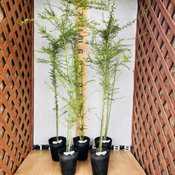 農園直送／育て方説明書つき】フィンガーライム実生苗 10鉢セット 高さ