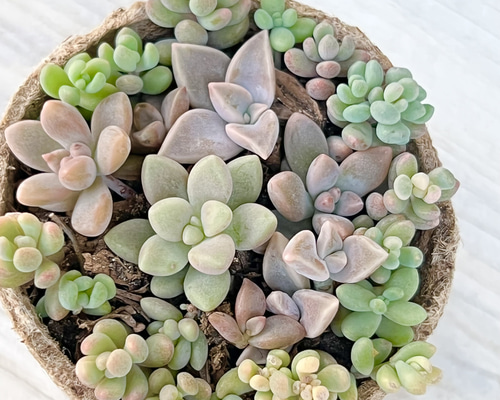 姫秋麗☆多肉植物☆鉢ごと - メルカリ