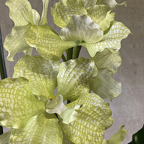 光触媒　人工観葉植物　ウォールグリーン　フェイク　バンダオーキッドアレンジ 光触媒 人工観葉植物 ウォールグリーン フェイク フラワー