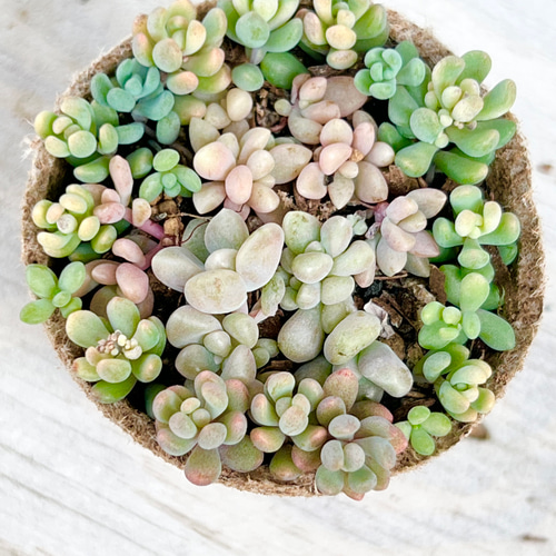 姫秀麗と姫だるま秀麗とパープルヘイズ♡他人丼＊多肉植物＊ポットごと