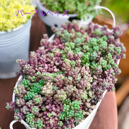 姫秀麗と姫だるま秀麗とパープルヘイズ♡他人丼＊多肉植物＊ポットごと