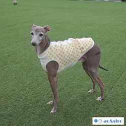 【ミニピン トイマン イタグレ ウィペット】クラシカルフリース カバーオール 楽天市場】イタグレ ミニピンの通販