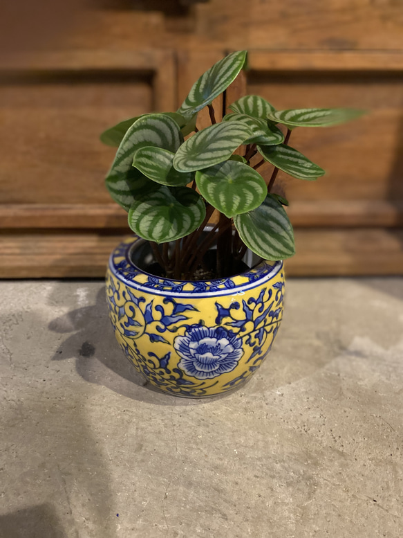 GINORI インペロジュリエッタ 鉢カバーです。 GINORI インペロ