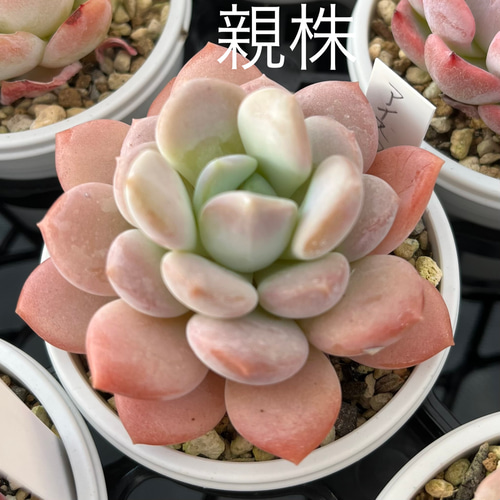 多肉植物　キングクリムゾン×ホリコロ　SIMIJIMIさん苗　札付き 多肉植物 キングクリムゾン×ホリコロ SIMIJIMIさん苗 札付き