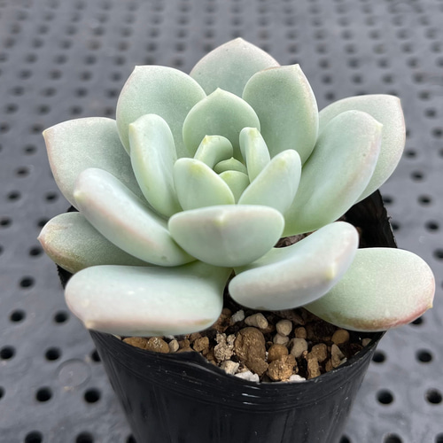 アイスクリーム 多肉植物 多肉植物 kanomarihome 通販 14492494