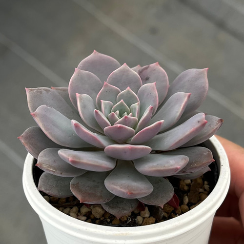 専用‼︎多肉植物^o^  モリモリ❣️マッコス 920現物 多肉植物 マッコス 錦 特大 抜き苗 | るる農園~多肉植物専門