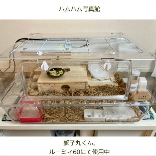 0805 ゴールデンハムスターの木のお家プラス ハウス・小屋 コロール