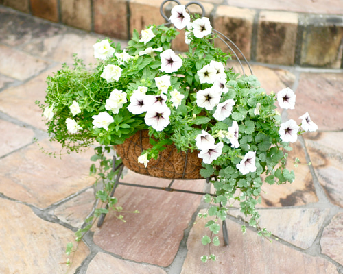 壁掛けも可能 心に寄り添う 寄せ植え 秋を彩る ハンギング バスケット