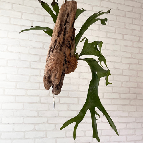 ビカクシダ コウモリラン グランデ 流木付け 観葉植物