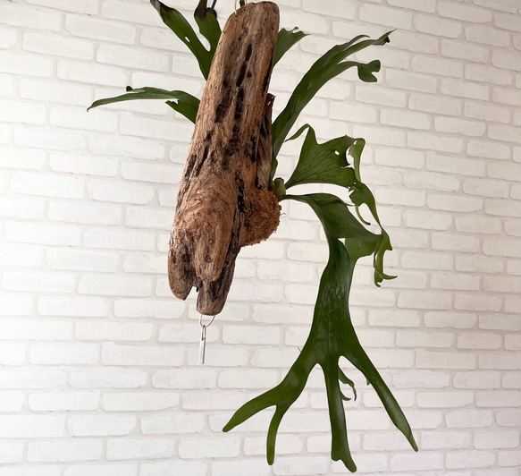 ビカクシダ　コウモリラン　グランデ　流木付け　観葉植物　ハンギンググリーン  GGLL179 6枚目の画像
