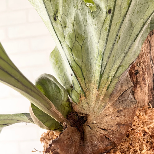 ビカクシダ コウモリラン グランデ 流木付け 観葉植物 ビカクシダ コウモリラン グランデ 流木付け 観葉植物