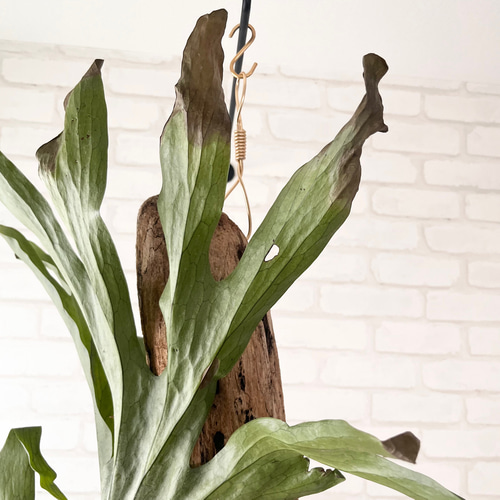 コウモリラン　ビカクシダ　流木ハンギング　グランデ ビカクシダ コウモリラン グランデ 流木付け 観葉植物