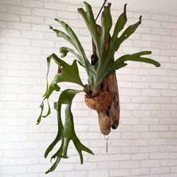 ビカクシダ コウモリラン グランデ 流木付け 観葉植物 ハンギング
