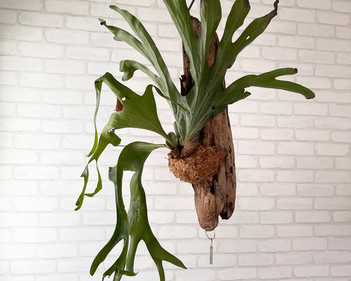 ビカクシダ コウモリラン グランデ 流木付け 観葉植物 ハンギング