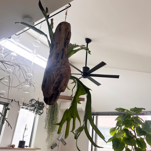 コウモリラン　ビカクシダ　流木ハンギング　グランデ b6f2ebd01564a5723ef38dcfd11a42