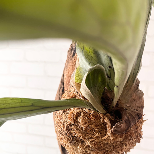 ビカクシダ コウモリラン グランデ 流木付け 観葉植物 ハンギング