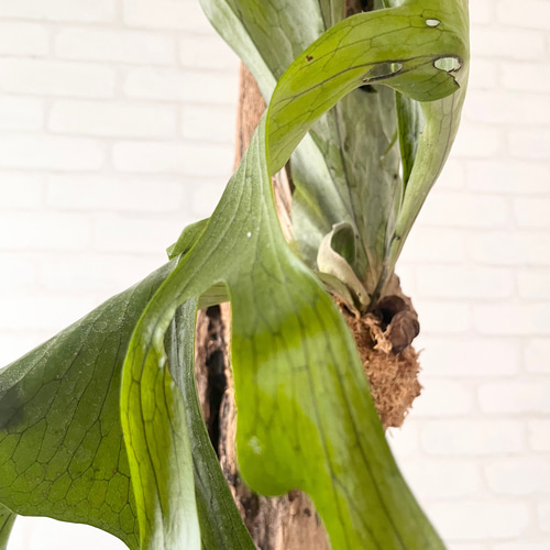 ビカクシダ コウモリラン グランデ 流木付け 観葉植物