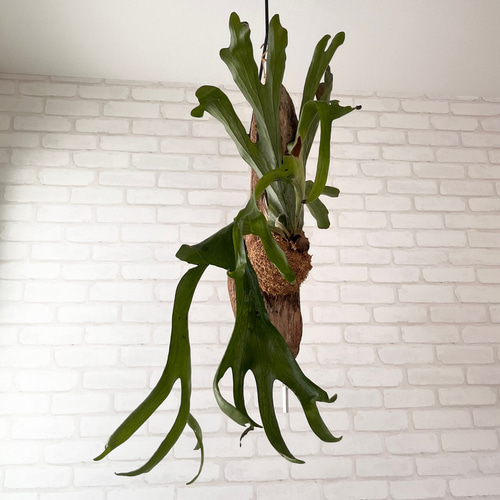 コウモリラン　ビカクシダ　流木ハンギング　グランデ ビカクシダ コウモリラン ラウンド流木付け 観葉植物 ハンギング
