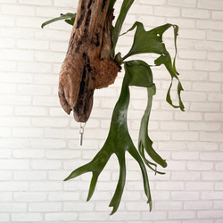 ビカクシダ　コウモリラン　グランデ　流木付け　観葉植物　ハンギンググリーン  GGLL179 7枚目の画像