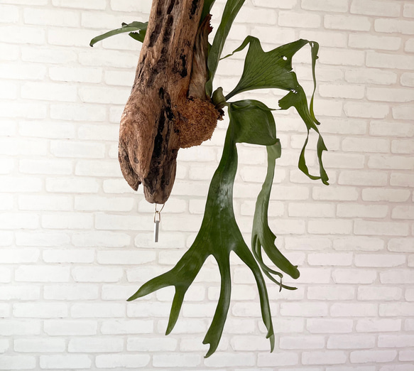 ビカクシダ　コウモリラン　グランデ　流木付け　観葉植物　ハンギンググリーン  GGLL179 7枚目の画像
