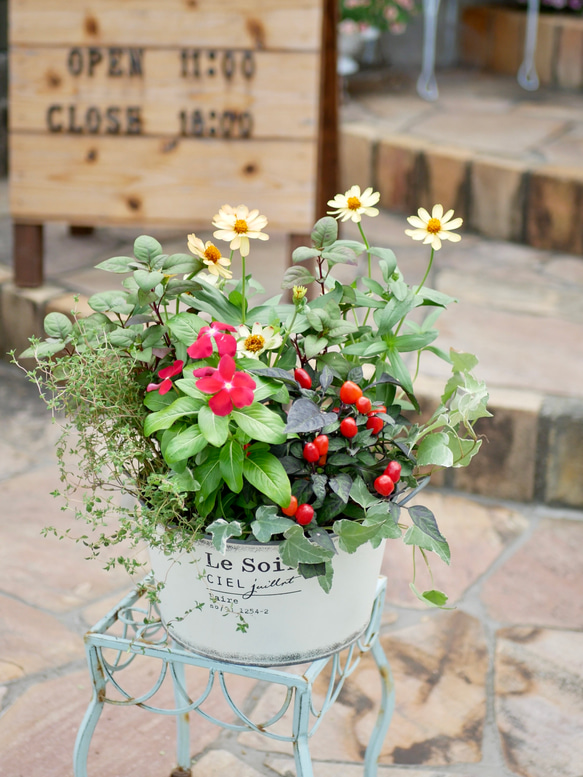 心に寄り添う寄せ植え 秋が見頃のジニア 華やかな 寄せ植え 多肉植物