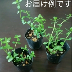 姫薄荷【ヒメハッカ】日本固有種　和ハーブ　無農薬　ハーブ苗　ミント苗　ニホンハッカ　山野草　薄荷　姫ハッカ　日本薄荷　 3枚目の画像